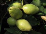 Juglans mandshurica