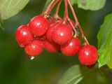 Viburnum opulus. Зрелые плоды. Московская обл., Раменский р-н, окр. дер. Хрипань, дачный участок. 28.08.2006.