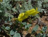 Astragalus longipetalus