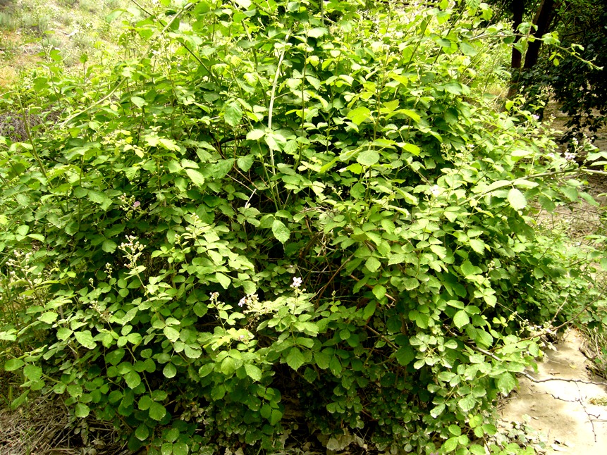 Image of Rubus sanctus specimen.