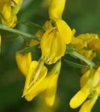 Genista tinctoria