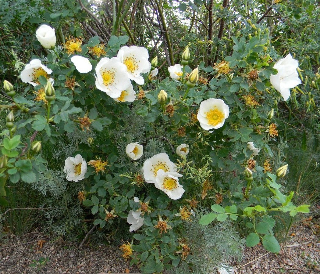 Image of Rosa spinosissima specimen.