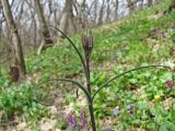 Fritillaria ruthenica