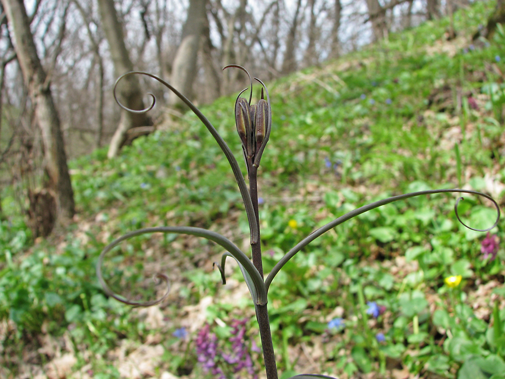Image of Fritillaria ruthenica specimen.