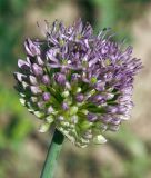 Allium stipitatum