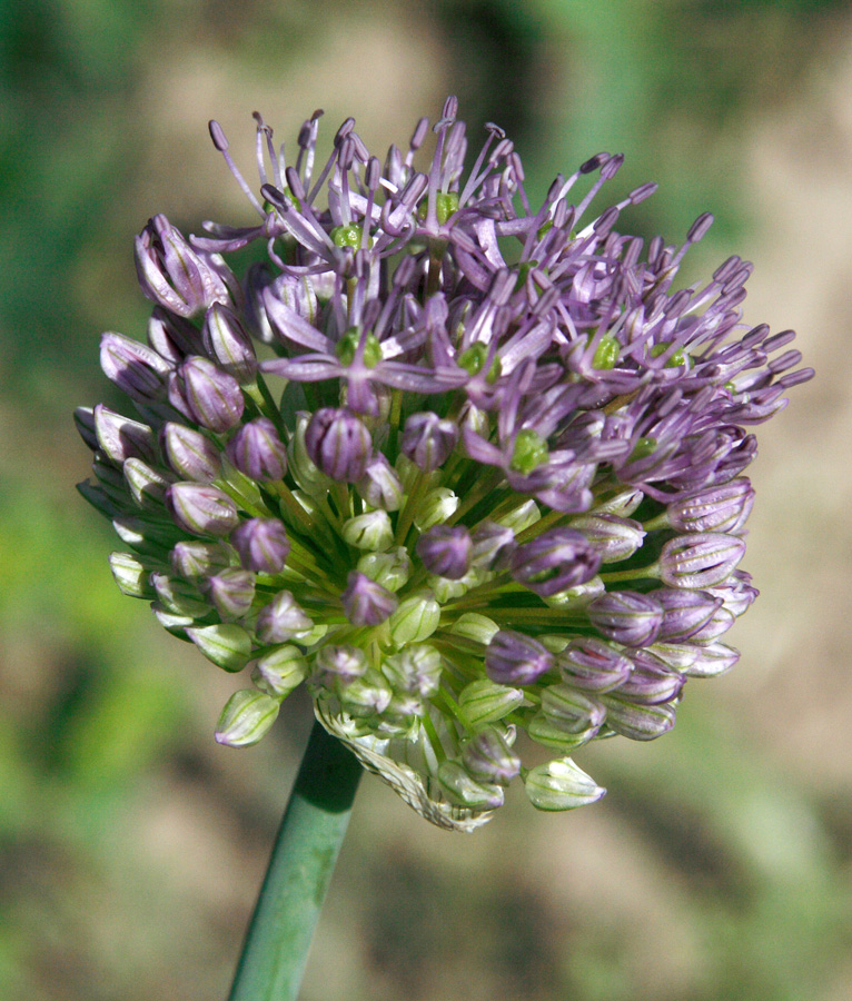 Image of Allium stipitatum specimen.