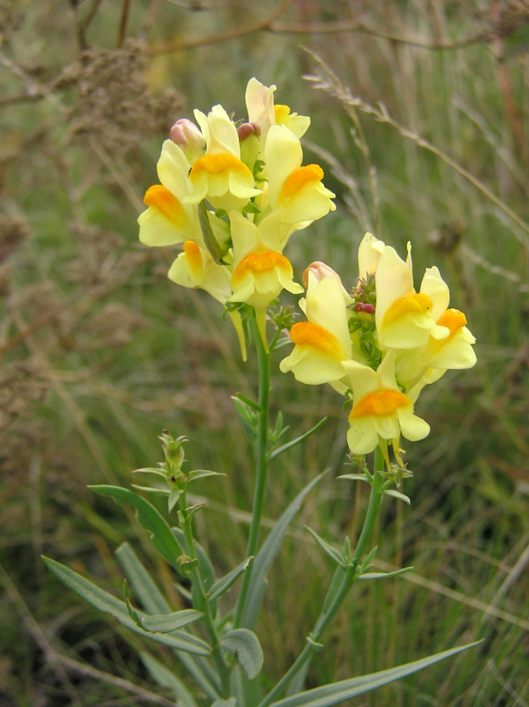 Изображение особи Linaria ruthenica.