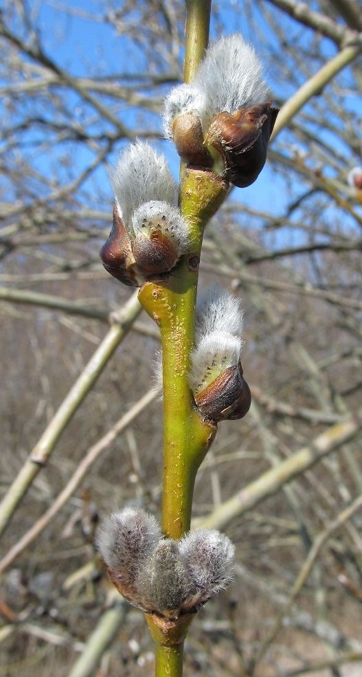 Image of Salix caprea specimen.