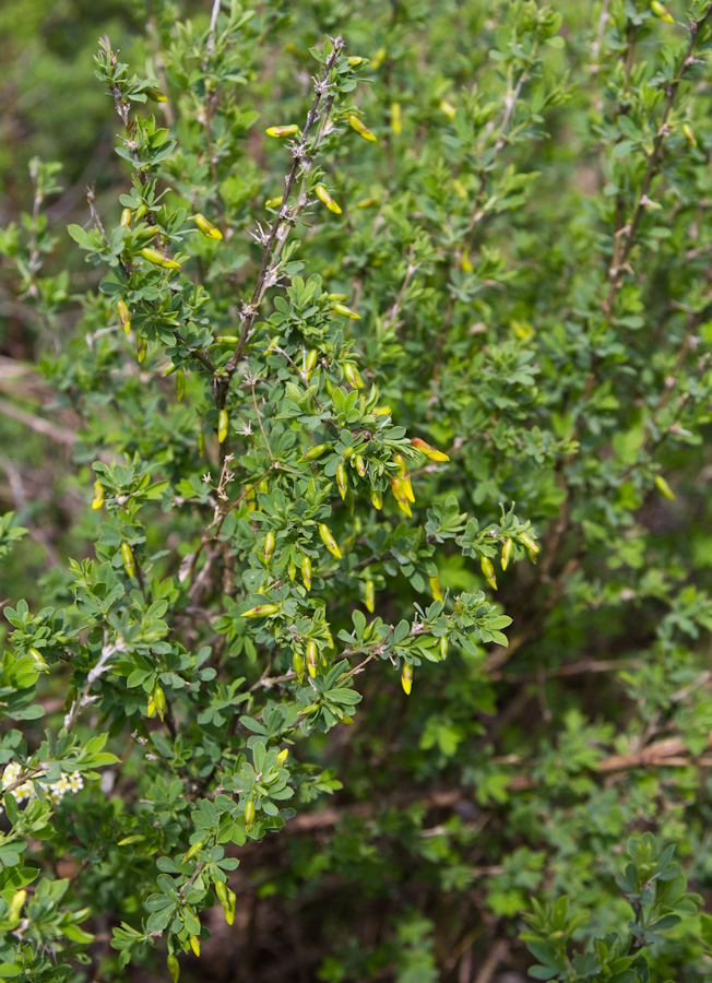 Image of Caragana frutex specimen.