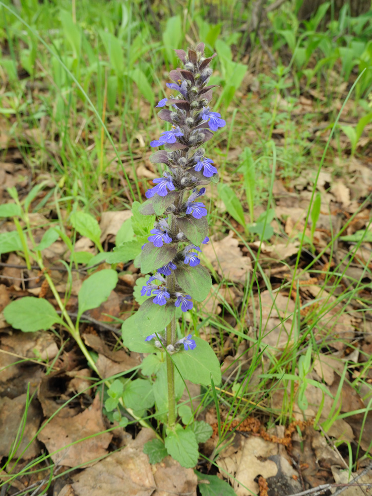 Image of Ajuga reptans specimen.