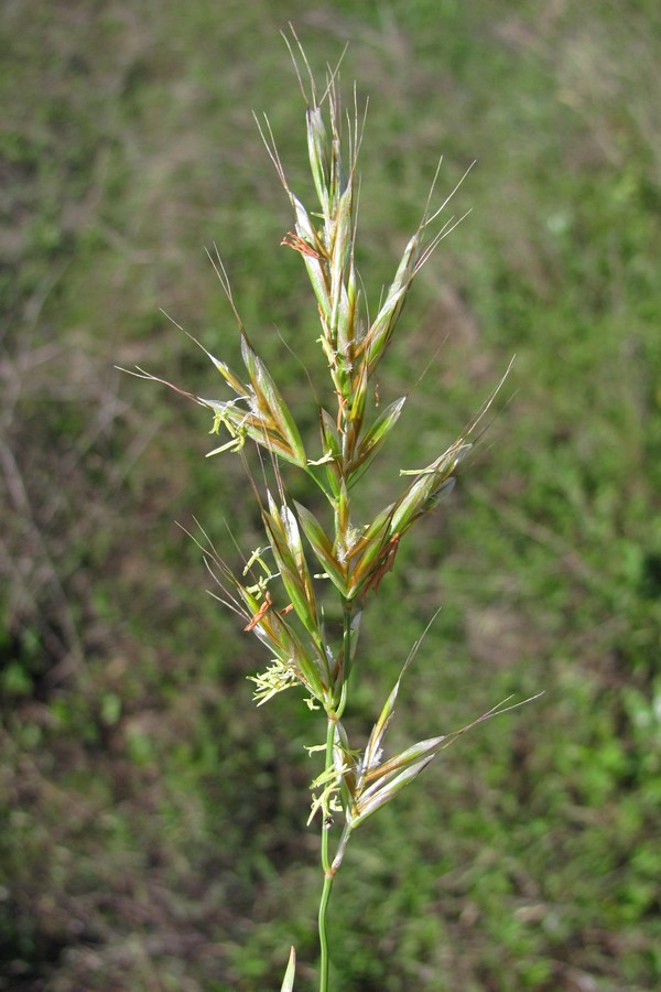 Image of Helictotrichon compressum specimen.