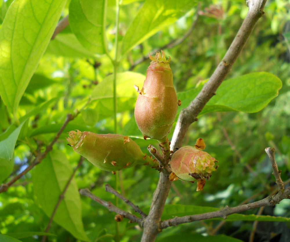 Image of Chimonanthus praecox specimen.