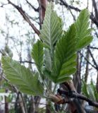 Sorbus × thuringiaca