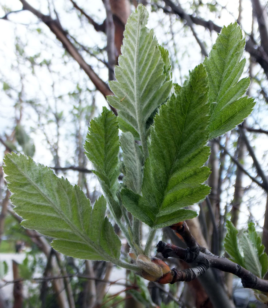 Изображение особи Sorbus &times; thuringiaca.