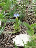 Gentiana aquatica. Цветущее растение. Карачаево-Черкесия, Зеленчукский р-н, ущелье р. Марка. 06.05.2012.