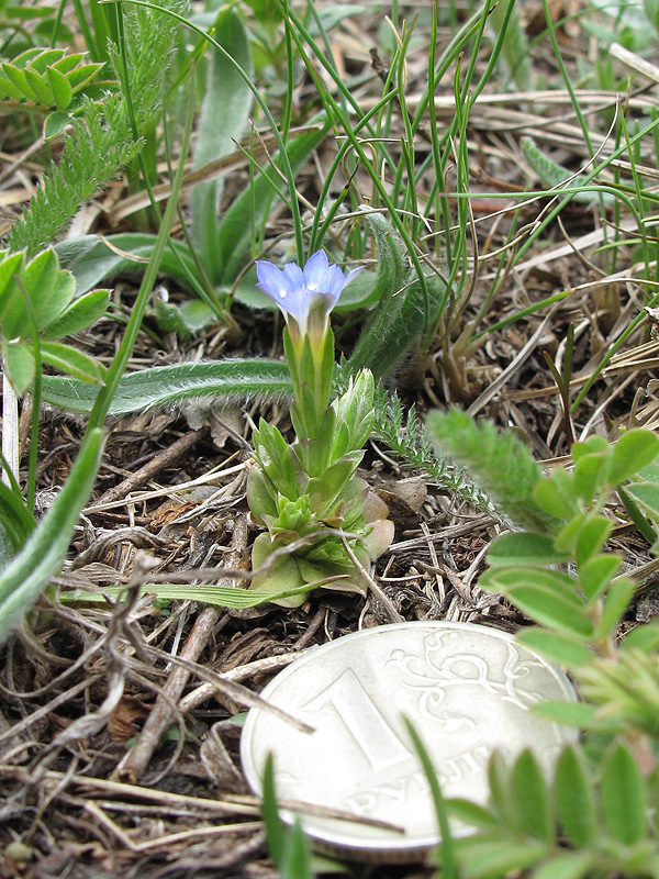 Изображение особи Gentiana aquatica.