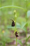 Ophrys insectifera