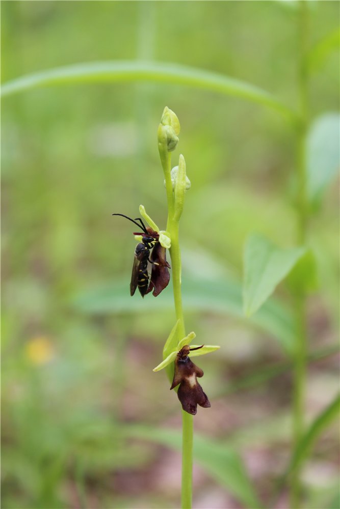 Image of Ophrys insectifera specimen.