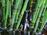 Equisetum fluviatile. Осевые части спороносящих растений. Красноярский край, Ермаковский р-н, окр. пос. Танзыбей, долина р. Малый Кебеж, болото. 19.06.2012.