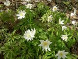 Anemone nemorosa