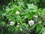 Staphylea pinnata