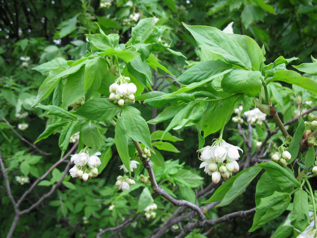 Image of Staphylea pinnata specimen.