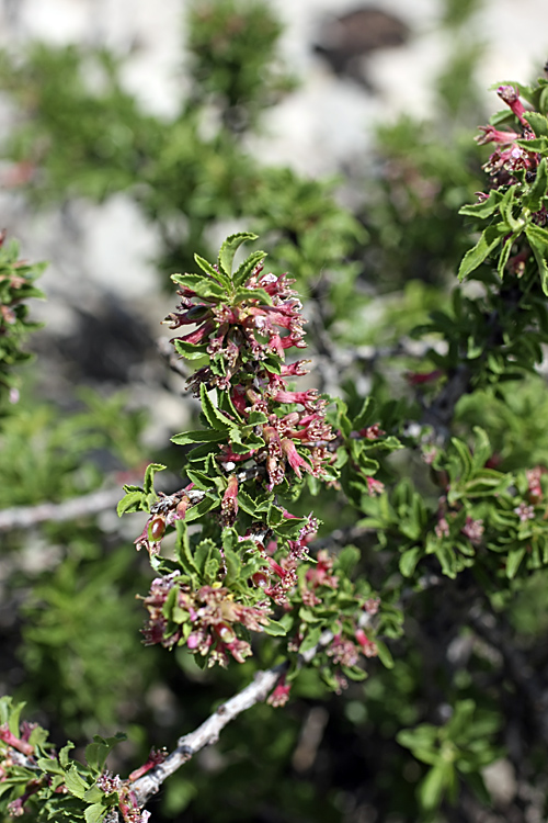 Image of Cerasus tianshanica specimen.