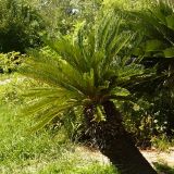 Cycas revoluta. Культивируемое растение. Сочи, дендрарий. 13.06.2008.