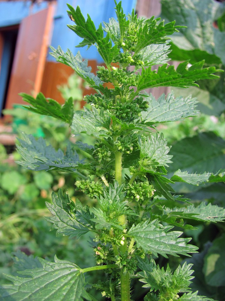 Image of Urtica urens specimen.