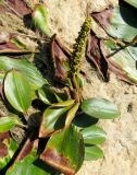 Potamogeton nodosus