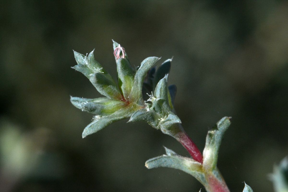 Image of Petrosimonia brachiata specimen.