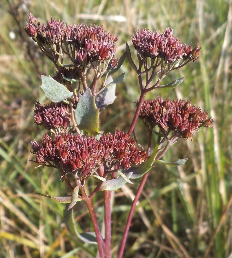 Изображение особи Hylotelephium triphyllum.