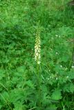 Pedicularis incarnata