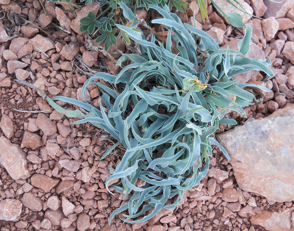 Image of Scorzonera crispa specimen.