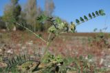 Astragalus contortuplicatus