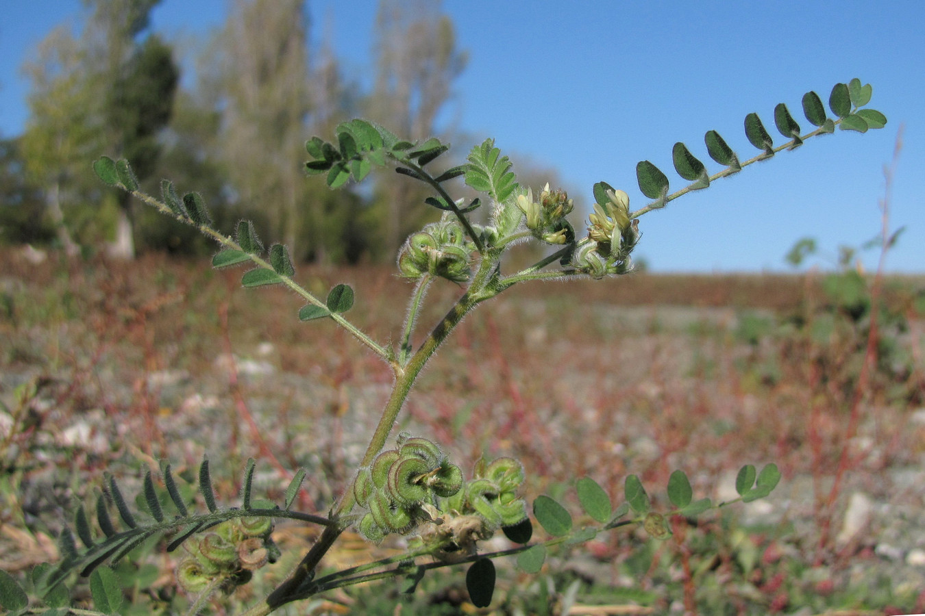 Изображение особи Astragalus contortuplicatus.