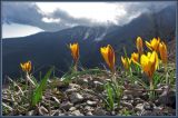 Crocus angustifolius