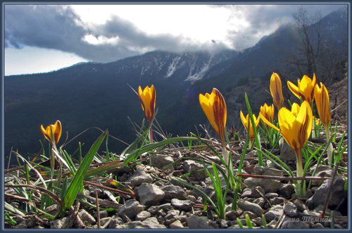 Image of Crocus angustifolius specimen.