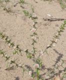 Salsola tragus