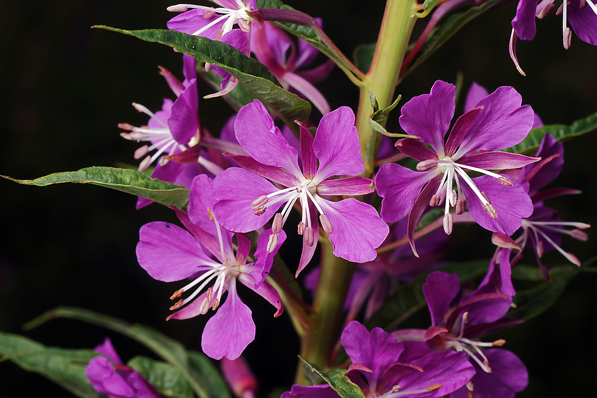 Image of Chamaenerion angustifolium specimen.