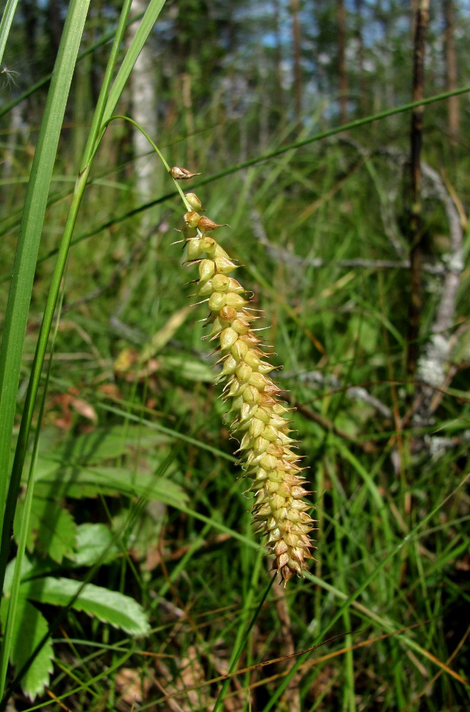 Изображение особи Carex &times; pannewitziana.