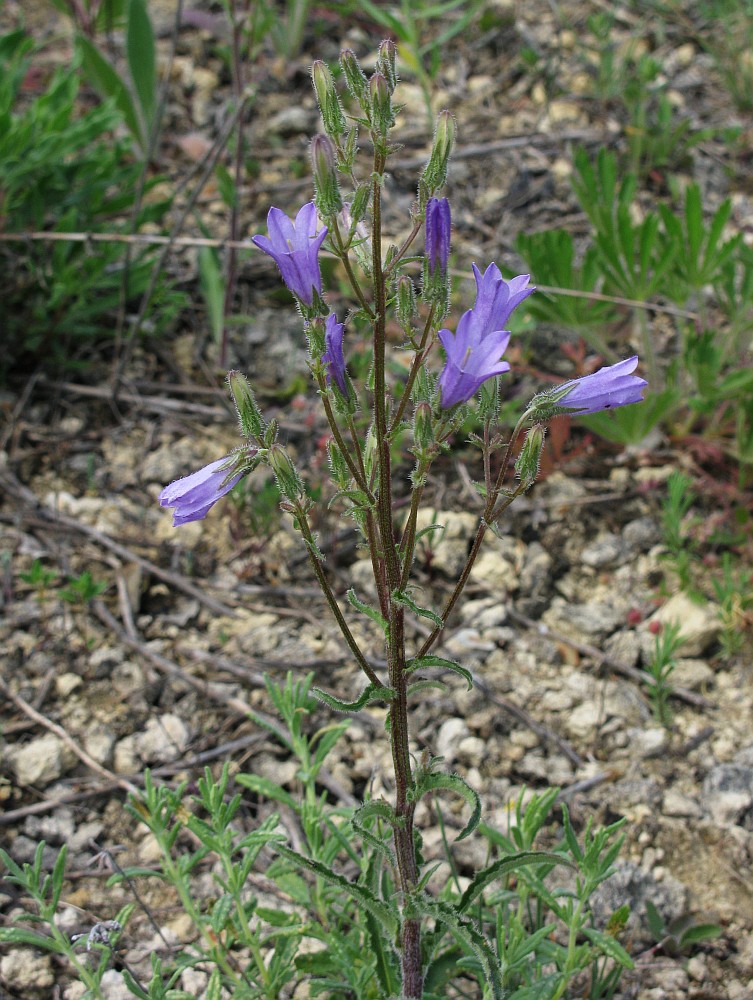 Image of Campanula sibirica specimen.