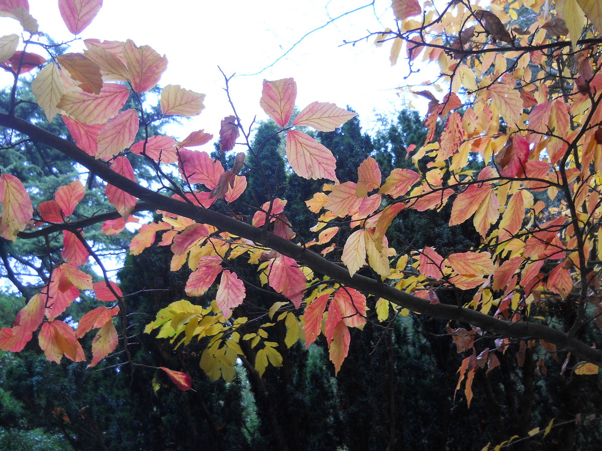 Изображение особи Parrotia persica.