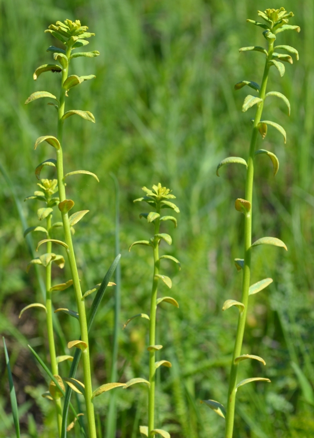 Изображение особи Euphorbia virgata.