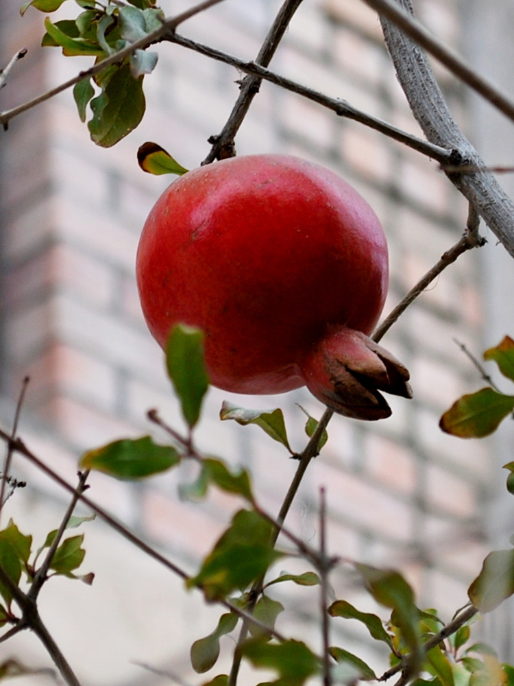 Изображение особи Punica granatum.