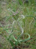 Erysimum canescens