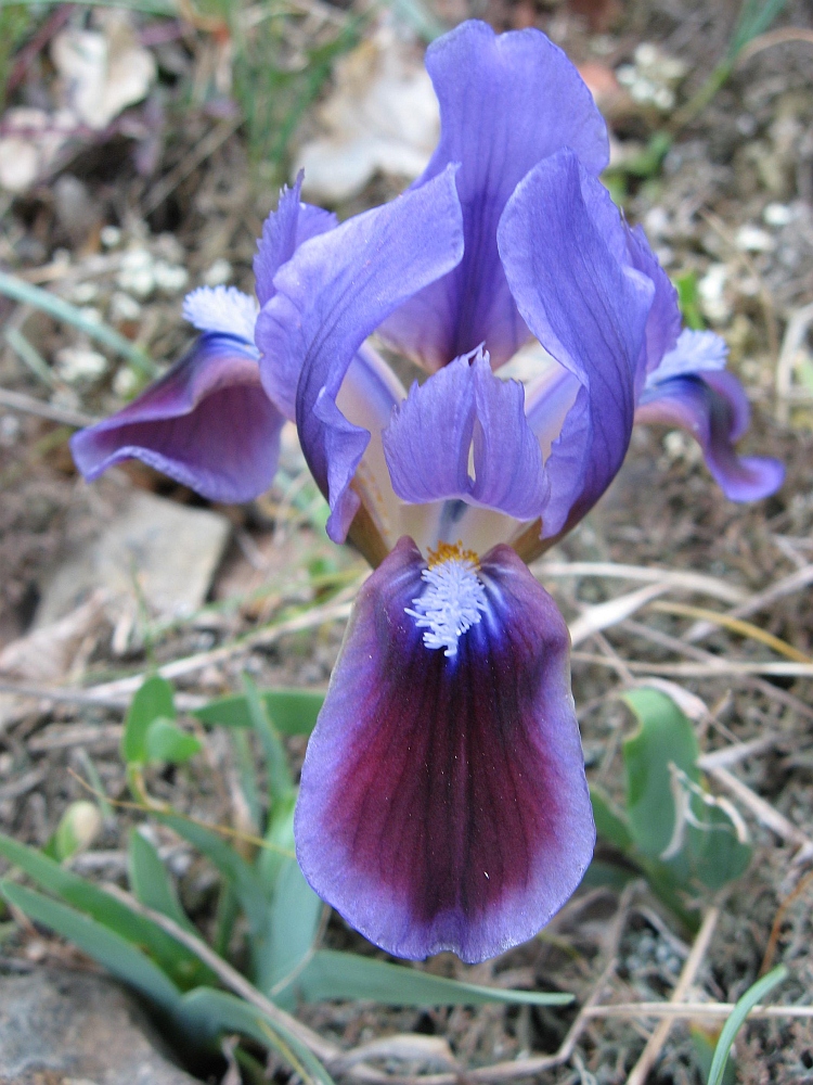 Image of Iris pumila specimen.