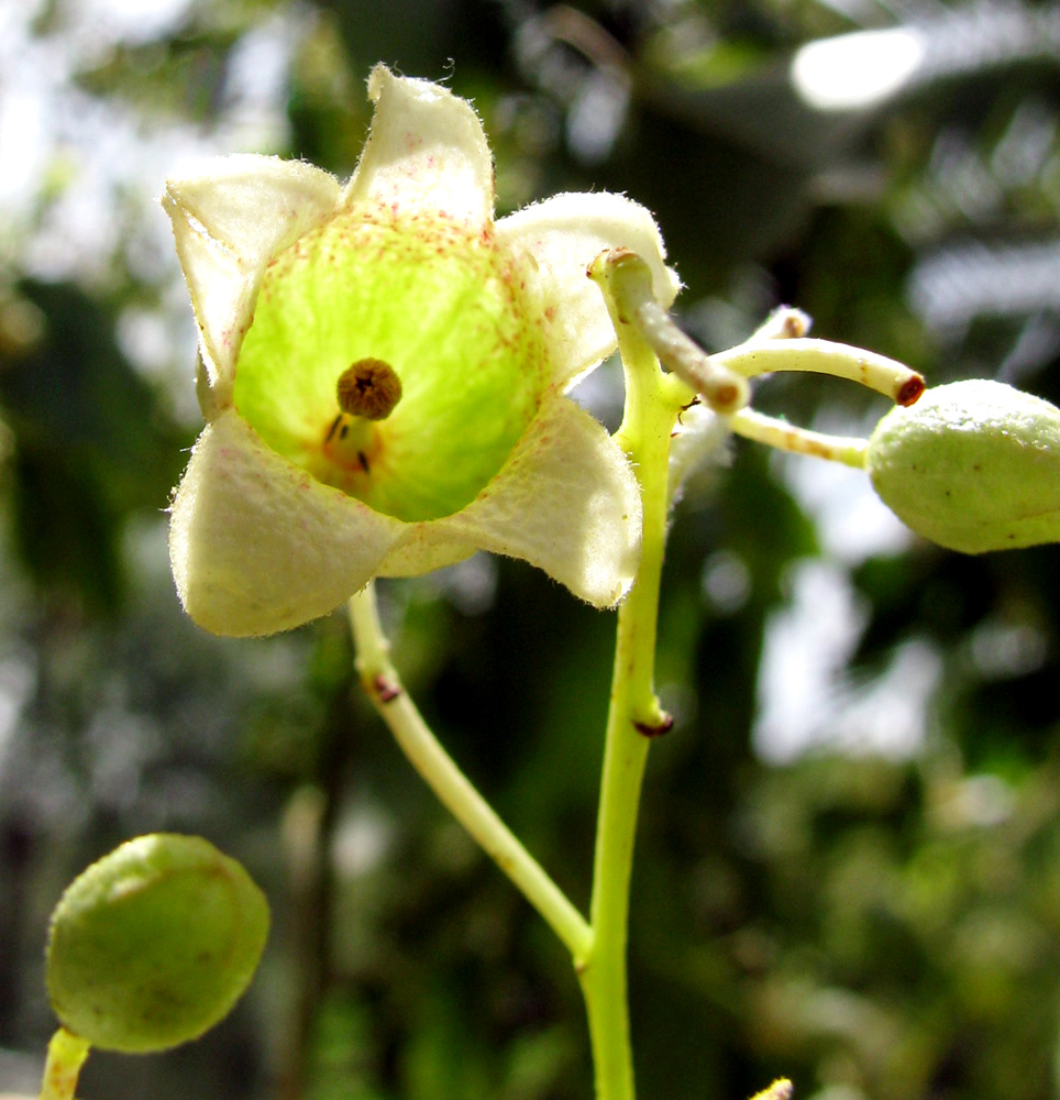 Изображение особи Brachychiton populneus.