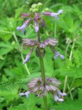 Salvia verticillata. Верхушка цветущего растения. Украина, Хмельницкая обл., Красиловский р-н, с. Терешки, парк. 29.07.2010.