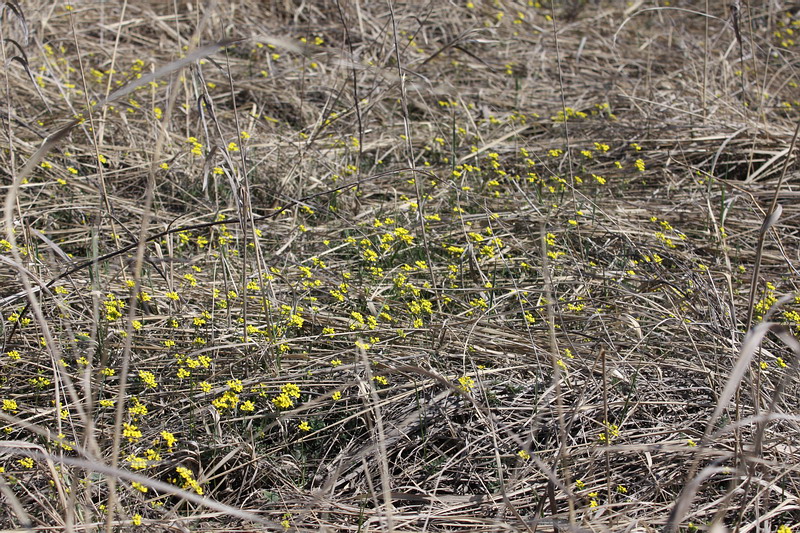 Image of Draba sibirica specimen.